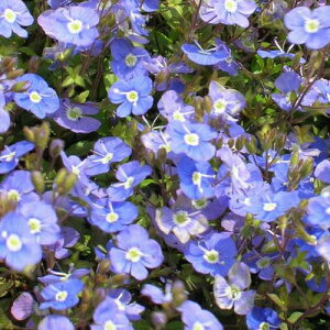 yX_ꐶYzxjJ IbNXtH[h 9Z`|bgc h ̉Ԃ炫܂