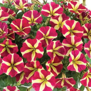 花 ペチュニア 苗の人気商品 通販 価格比較 価格 Com