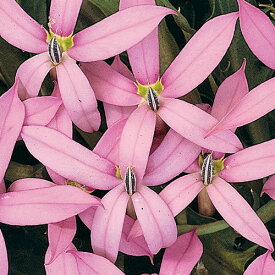【当店農場生産】イソトマ ピンク 9センチポット苗 かわいい花が咲きます♪