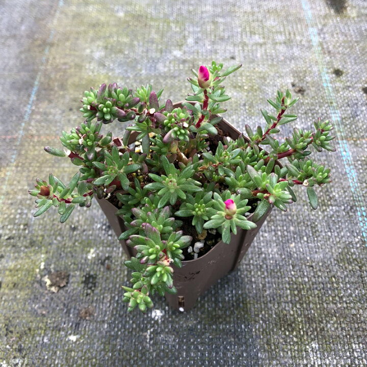 楽天市場 当店農場生産 多肉植物 セダム ピンキー 7 5センチポット苗 ピンクの花が咲きます ハニーミント 楽天市場 当店農場生産 多肉植物 セダム ピンキー 7 5センチポット苗 ピンクの花が咲きます ハニーミント