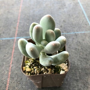 観葉植物 星美人の人気商品 通販 価格比較 価格 Com