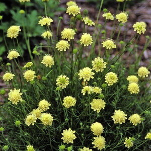 �y���X�_�ꐶ�Y�z�X�J�r�I�T ���[���_���X 9�Z���`�|�b�g�c �ϊ����h���� ���F�����킢���Ԃ��炫�܂���