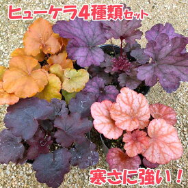楽天市場 ヒューケラの通販