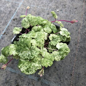 楽天市場 グレコマ グランド カバーの通販