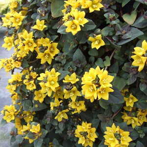 yX_ꐶYzV}LA ~bhiCgT 9Z`|bg OhJo[ƂĎg܂