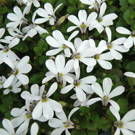 【当店農場生産】プラティア アングラータ 9センチポット苗 宿根草 一面に白い花が咲きます♪