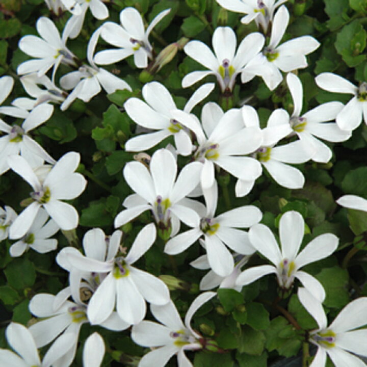楽天市場 当店農場生産 プラティア アングラータ 9センチポット苗 宿根草 一面に白い花が咲きます ハニーミント