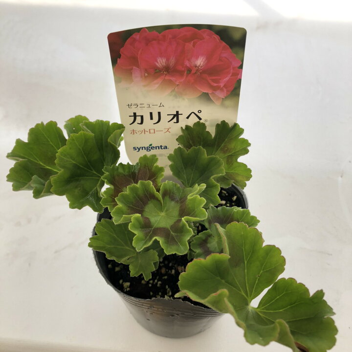 楽天市場 当店農場生産 ハイブリットゼラニウム カリオペ ローズスプラッシュ 9センチポット苗 強くて大輪咲き品種 ハニーミント