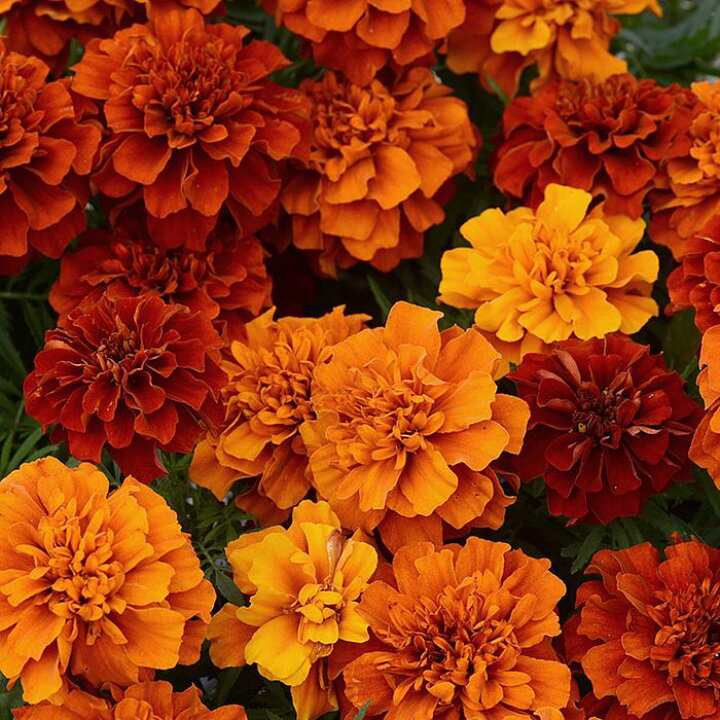 楽天市場 当店農場生産 マリーゴールド ファイヤーボール 9センチポット苗 耐暑性 ハニーミント