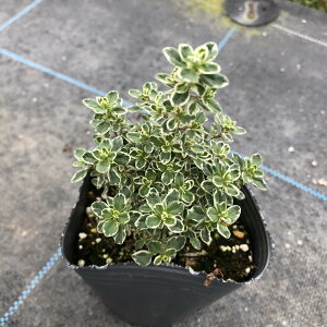 yX_ꐶYzn[u Xp[NO^C 9cm|bgc