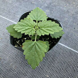 楽天市場 宿根草 種類 植物 レモンバーム ハーブの苗物 苗物 ガーデニング 農業 花 ガーデン Diyの通販