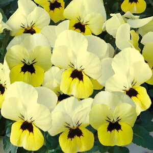 ビオラ 花 苗の人気商品 通販 価格比較 価格 Com