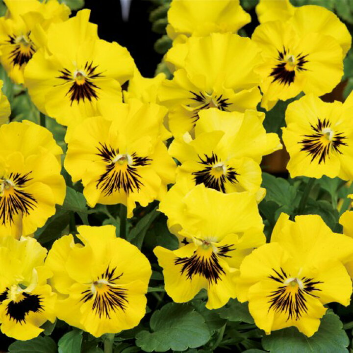 楽天市場 当店農場生産 パンジー フリズルシズルミニ イエロー 花なし苗 9センチポット苗 花壇や寄せ植えに ハニーミント 楽天市場 当店農場生産 パンジー フリズルシズルミニ イエロー 花なし苗 9センチポット苗 花壇や寄せ植えに ハニーミント