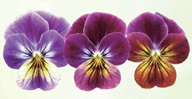 楽天市場 日陰 ビオラの通販