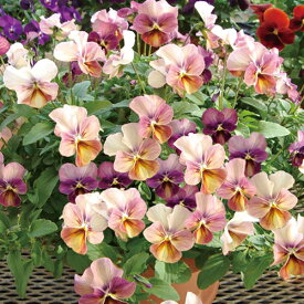 楽天市場 日陰 ビオラの通販