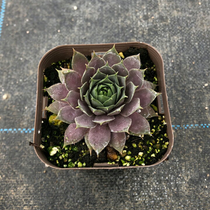 楽天市場 当店農場生産 多肉植物 センペルビウム シルバーライン 7 5センチポット苗 ハニーミント
