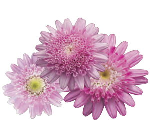 yX_ꐶYz}[Kbg XEB[gsN PW 9Z`|bgc ϊN