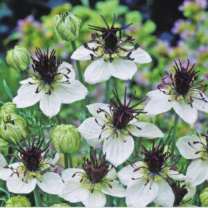 yX_ꐶYzjQ ps[T AtJuChi푐j 9Z`|bgc ɋI