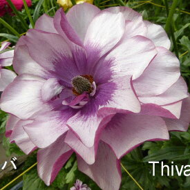 【当店農場生産】ラナンキュラス ラックス ティーバ 9センチポット苗