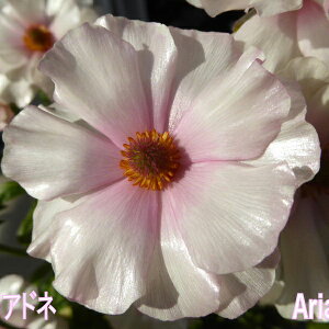 yX_ꐶYziLX bNX AAhl 9Z`|bgc