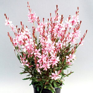 yX_ꐶYzKE G sNu[P 9Z`|bgc ϊh