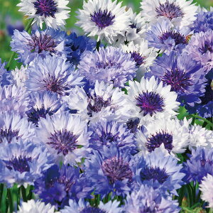 yX_ꐶYzԑ NVbNt@^XeBbN 9Z`|bgc ĂɉԂ炭 ؂ԕi ϊN