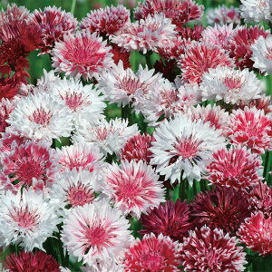 yX_ꐶYzԑ NVbN}eBbN 9Z`|bgc ĂɉԂ炭 ؂ԕi ϊN