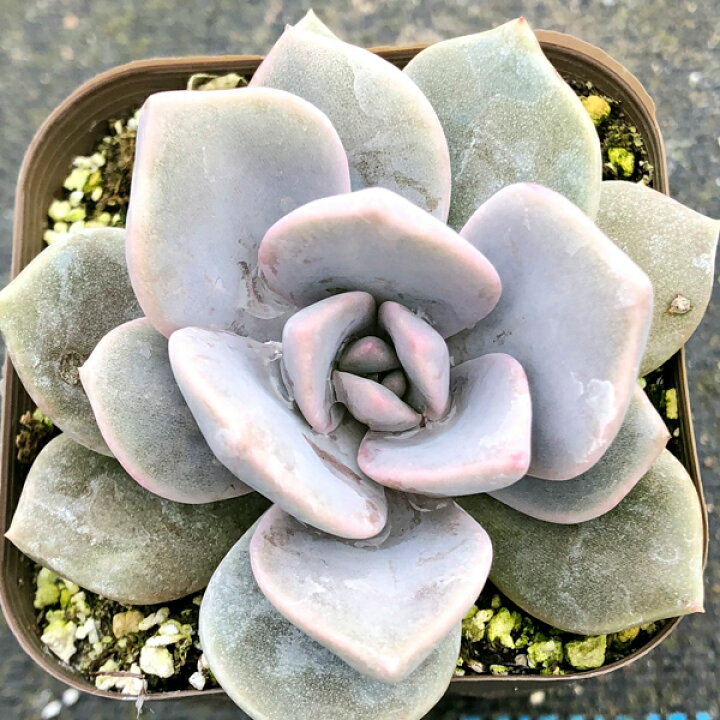 楽天市場 当店農場生産 多肉植物 エケベリア アサンテサナ 7 5センチポット苗 ハニーミント