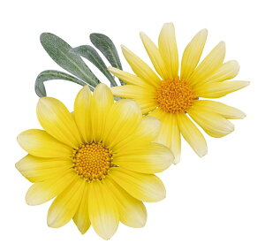 yX_ꐶYznCubh KUjA r[Xg Vo[tHbNX PW 9Z`|bgc ϐOKI