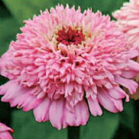【当店農場生産】ジニア シンデレラ ライラック 9センチポット苗 かわいいお花が咲きます♪