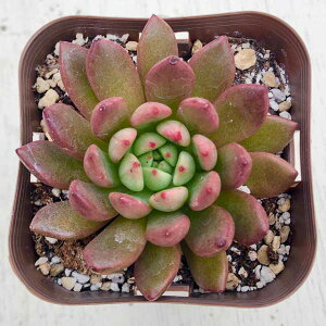 yX_ꐶYzA GPxA sNr[ 7.5Z`|bgc J6056