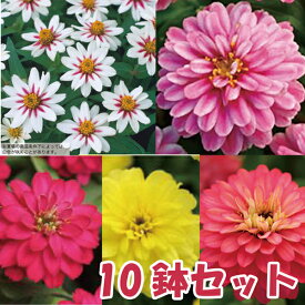 【10鉢セット】ジニアザハラ5種類×2苗セット 暑さに強く長く咲く！