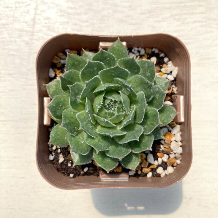 楽天市場】【当店農場生産】多肉植物 センペルビウム ルビーハート 7.5 