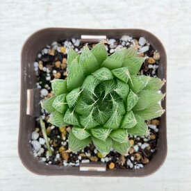 【当店農場生産】多肉植物 ハオルチア 青雲の舞 7.5センチポット苗 H1003