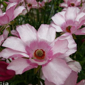 【当店農場生産】ラナンキュラス ラックス リュキア 9センチポット苗