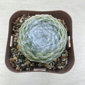 yX_ꐶYzA ZyrE 努 7.5Z`|bgc S6004