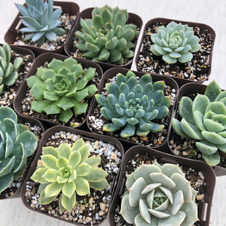 楽天市場 当店農場生産 多肉植物 エケベリアセレクション 10種類セット 8 18更新 ハニーミント 楽天市場 当店農場生産 多肉植物 エケベリアセレクション 10種類セット 8 18更新 ハニーミント