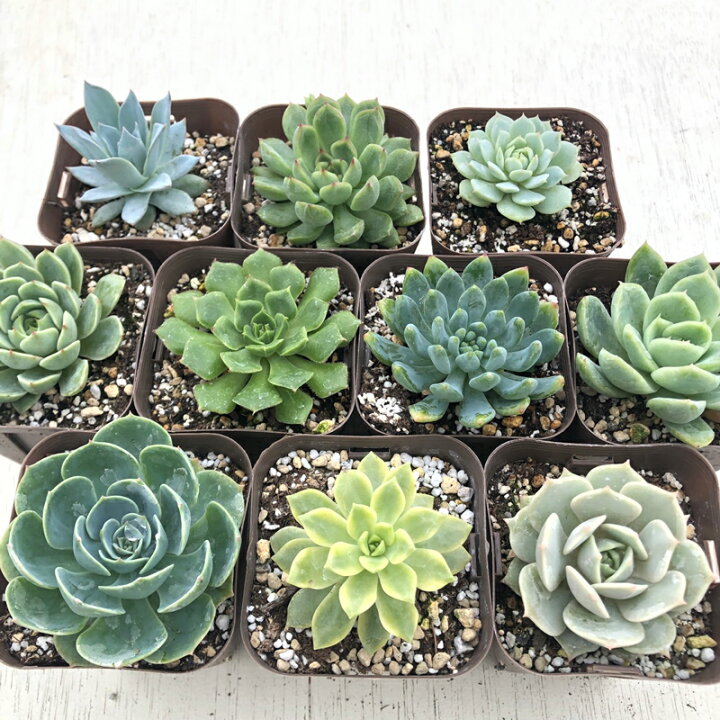 楽天市場 当店農場生産 多肉植物 エケベリアセレクション 10種類セット 8 18更新 ハニーミント