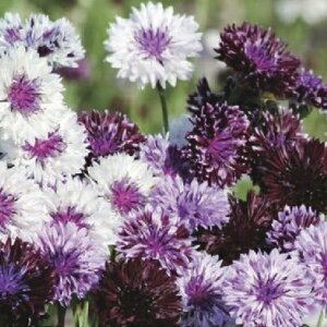 yX_ꐶYzԑ NVbN}WbN 9Z`|bgc ĂɉԂ炭 ؂ԕi ϊN