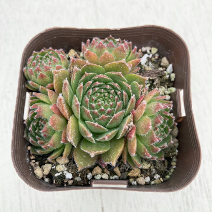 楽天市場 当店農場生産 多肉植物 センペルビウム ヘスター 7 5センチポット苗 ハニーミント