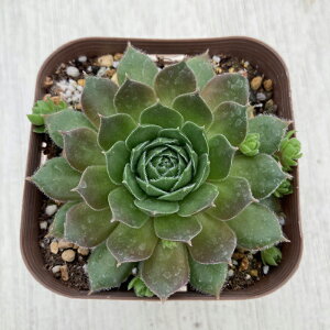 yX_ꐶYzA ZyrE r[n[g 7.5Z`|bgc S6014