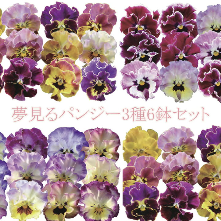 楽天市場 当店農場生産 夢見るパンジー3種類6鉢セット 花壇や寄せ植えに ハニーミント