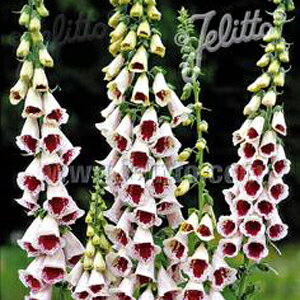 yX_ꐶYzWL^X GV[PV[ 9Z`|bgc AԒdɍœKI