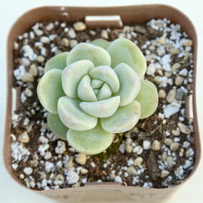 楽天市場 観葉植物 種類 植物 ボタン 人気ランキング161位 売れ筋商品