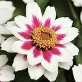 【当店農場生産】ジニア ザハラ スターライトローズ 9センチポット苗 かわいいお花が咲きます♪