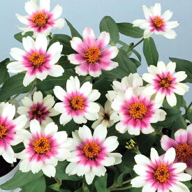 【当店農場生産】ジニア プロフュージョン チェリーバイカラー 9センチポット苗 かわいいお花が咲きます♪