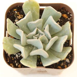 yX_ꐶYzA GPxA gbvV[^[r[ 7.5Z`|bgc 󏭕iI J6029