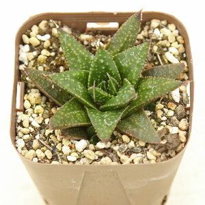 yX_ꐶYzA KXeA \i 7.5Z`|bgc G1003