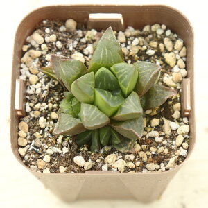 yX_ꐶYzA nI`A stF O[t 7.5Z`|bgc H1007