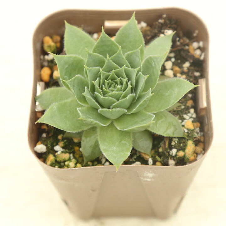 楽天市場】【当店農場生産】多肉植物 センペルビウム トリステス 7.5 